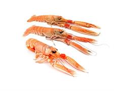 SCAMPI 13/16 6cf (700g-750g)