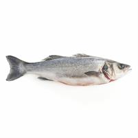 BRANZINO 300/400 EVISC. 5kg(4kg NET) VAN DER LEE