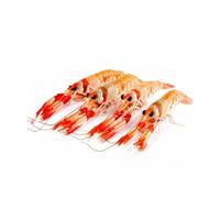 SCAMPI 15/20 3cfx3kg LABADIE/PORCUPINE