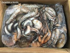 POLPO 100/300 BL.+3kg MAROCCO