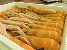 SCAMPI 11/15 (1) POLY 1,5kg