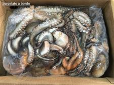POLPO T/5 1,2/1,5 BL.(FAO27.9) HUELVA