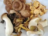 FANTASIA FUNGHI 12bsx300g DI BIASE