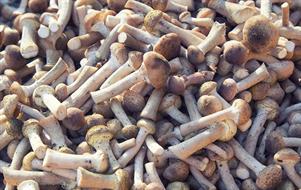 FUNGHI CHIODINI 20bsx200g DI BIASE